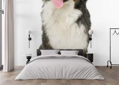 Bernese Mountain Dog on a white background Wall mural