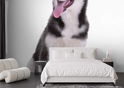 Siberian husky dog isolated on a white background Wall mural