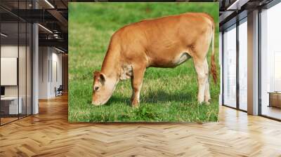 Brown calf eating and grazing on green farmland in the countryside. Cow or livestock standing on an open, empty and secluded lush grassy field or meadow. Animal in its natural pasture or environment Wall mural