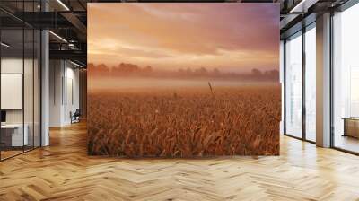 Clouds, wheat or fog for sunlight, dramatic or sky in mysterious, meadow or landscape for wallpaper. Field, grain and mist in golden dusk for harvest in natural countryside for peaceful panorama Wall mural