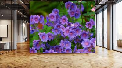 Cranesbill, purple or flowers in environment, botanical bush or park for natural blooming plants in nature. Geranium, blossom or countryside botany in ecosystem or outdoor meadow for floral growth Wall mural