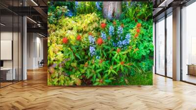 Purple bluebell and red fireglow spurge flowers growing and blossoming in a lush green garden during spring from above. Cultivation of decorative plants in a secluded and private home backyard Wall mural