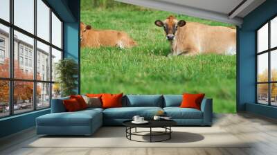 Two brown cow lying down on an organic green dairy farm in the countryside. Cattle or livestock in an open, empty and secluded grassy field or meadow. Animals in their natural environment in nature Wall mural