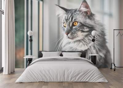 Vintage style photo from a beautiful Maine Coon Cat, with fine film grain effect  Wall mural