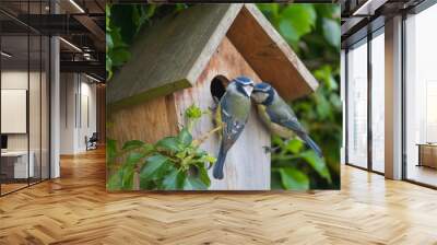 A pair of Blue Tits at a nesting box Wall mural