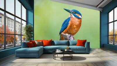 Kingfisher  Wall mural