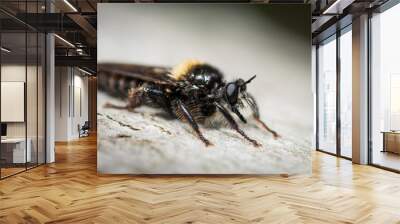 A big robber fly sitting on a beech trunk Wall mural