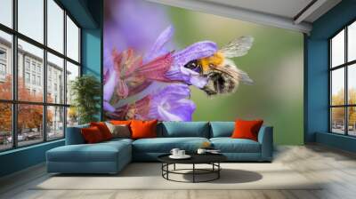 A common carder bee feeding on the blossoms of common sage Wall mural