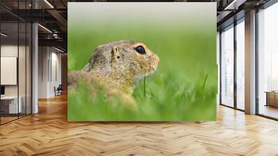 A European ground squirrel in a meadow in spring Wall mural