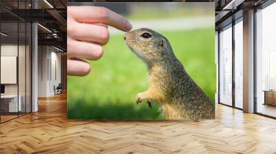 A European ground squirrel in a meadow in spring Wall mural