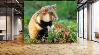 A European hamster in a meadow looking for food Wall mural