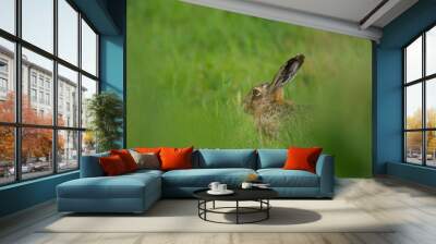 A European hare hiding in a meadow Wall mural