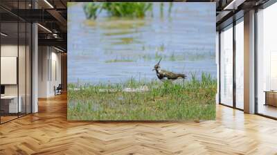 A Northern lapwing standing near a pond Wall mural