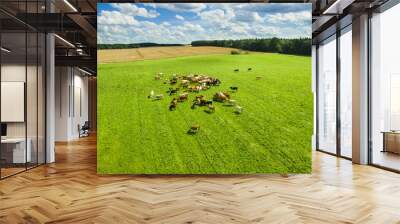 Aerial view of cows in a herd on green pasture with sky Wall mural