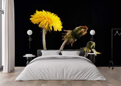 Dandelion Flower States - Isolated on Black Wall mural