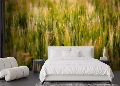 field of wheat Wall mural