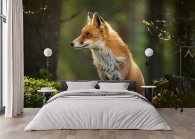 Fox in the wood - Wild animal life Wall mural