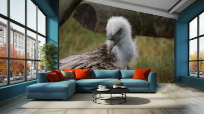 Selective focus shot of a vulture in the field Wall mural