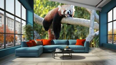 A cute red panda is relaxing and sleeping on a tree during the summer heat Wall mural