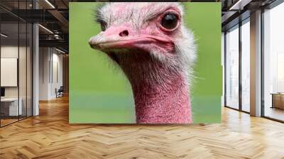 Closeup of a North African ostrich (Struthio camelus camelus) with a red neck Wall mural