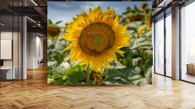 Sunflowers  blooming in the agricultural field. Close up. Detail. Wall mural