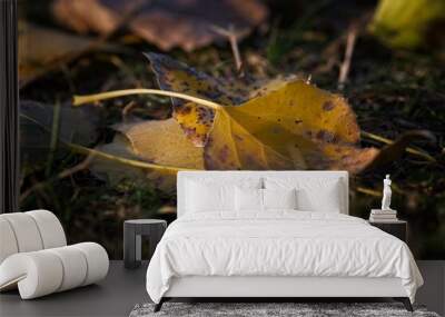 fall leaves Wall mural