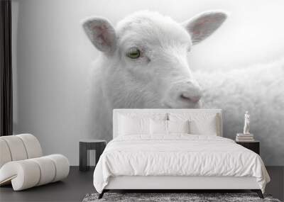 White lamb desaturated on light background Wall mural