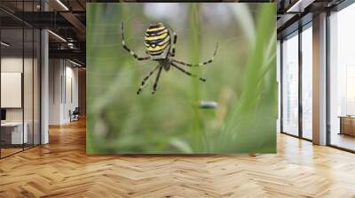 Spider Wall mural