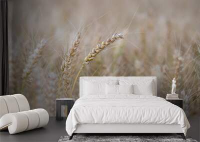 Cornfield - wheat in detail Wall mural