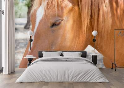 Closeup of a brown horse's eye. Wall mural