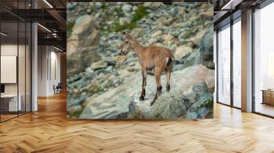 Little wild ibex cub in the Italian Alps Wall mural