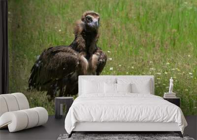 Cinereous Vulture Wall mural