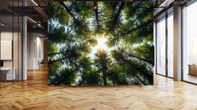 View upwards into the treetops in the forest towards the sky - perspective shot upwards - nature and forest theme Wall mural