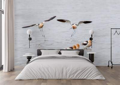 American Avocets during courtship and mating season Wall mural