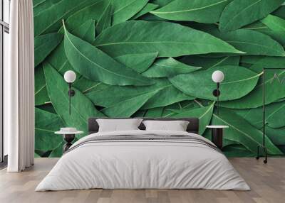 Fresh eucalyptus leaves. Flat lay, top view. Nature green Eucalyptus leaves  background Wall mural