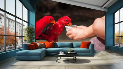 The child gives the water a red parrots. Electus roratus. Wall mural