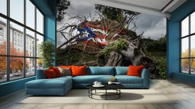 Fallen tree from Hurricane in San Juan Wall mural