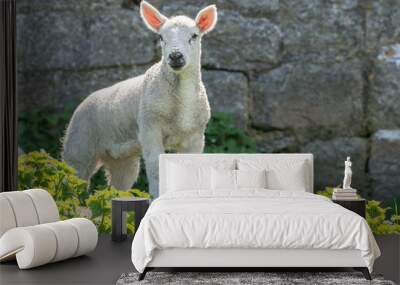 Single new born lamb backlit against stone wall Wall mural