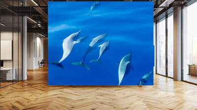 Spinner dolphins off coast of Kauai Wall mural