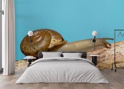 Studio shot of a pet garden snail and shell climbing up a wooden branch and set against blue background Wall mural