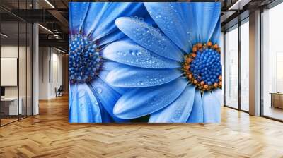 close up of two blue daisy flowers with water droplets Wall mural