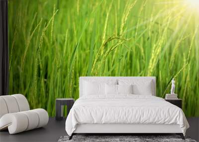 Green rice field, agriculture nature background concept Wall mural