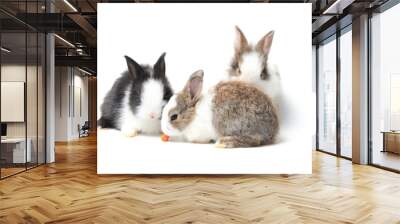 Group of adorable fluffy rabbits eating delicious carrot together on white background, feeding bunny vegetarian pet animal with vegetable Wall mural