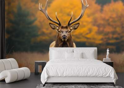 Portrait of a free and wild elk on autumn golden forest background, noble stag , autumn hunting season Wall mural