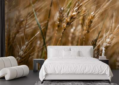 Golden wheat field closeup - Harvest time Wall mural