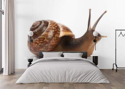 Garden snail on white background Wall mural