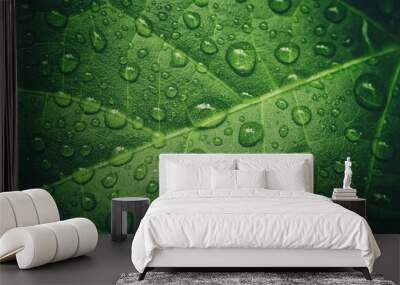 green leaf with waterdrops after rain Wall mural