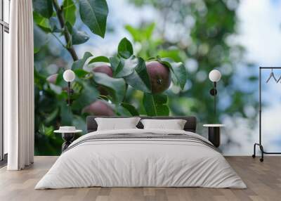 Organic pears on a tree Wall mural