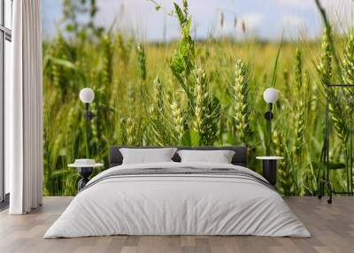 Wheat field, yellow ears of wheat, rye, barley and other cereals. Background of blue sky and western sun in a rural meadow. Wildflowers.
The concept of a good harvest. Wall mural