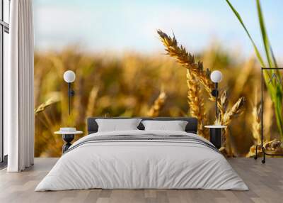 Wheat field, yellow ears of wheat, rye, barley and other cereals. Background of blue sky and western sun in a rural meadow. Wildflowers.
The concept of a good harvest. Wall mural